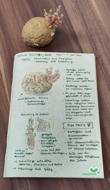 Foto einer Kartoffel, die über einem Skizzenheft liegt. Im Skizzenheft sind Skizzen der Kartoffel und einige Notizen dazu aufgeschrieben.